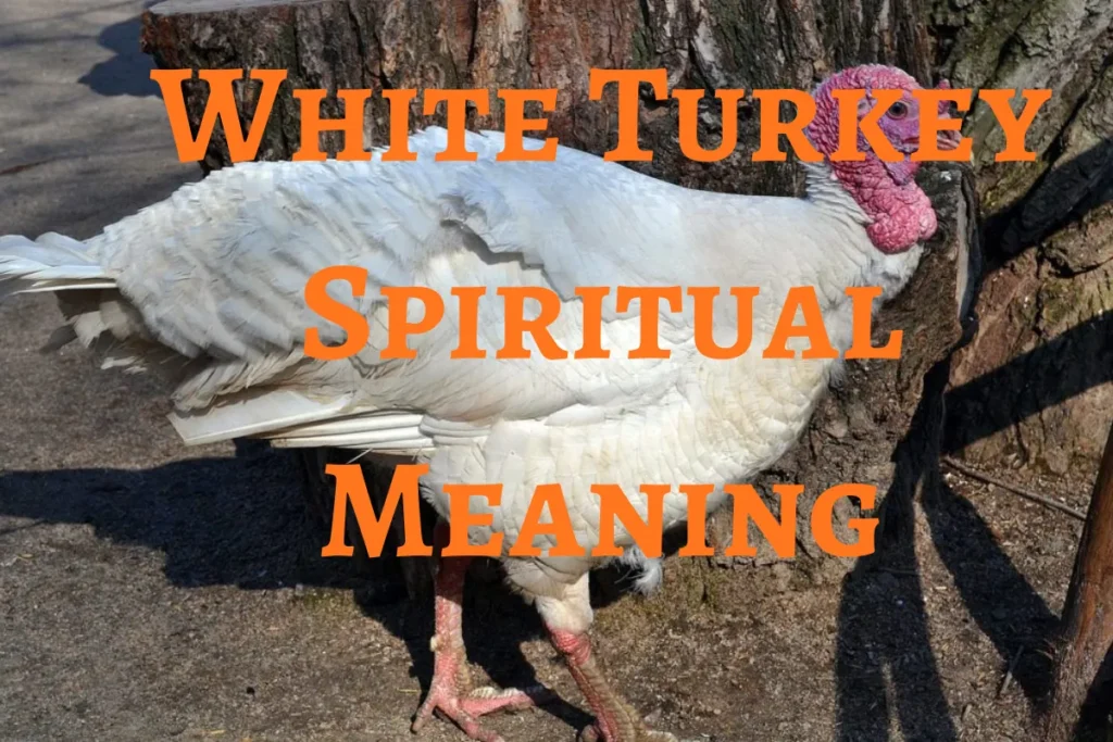 white-turkey-spiritual-meaning