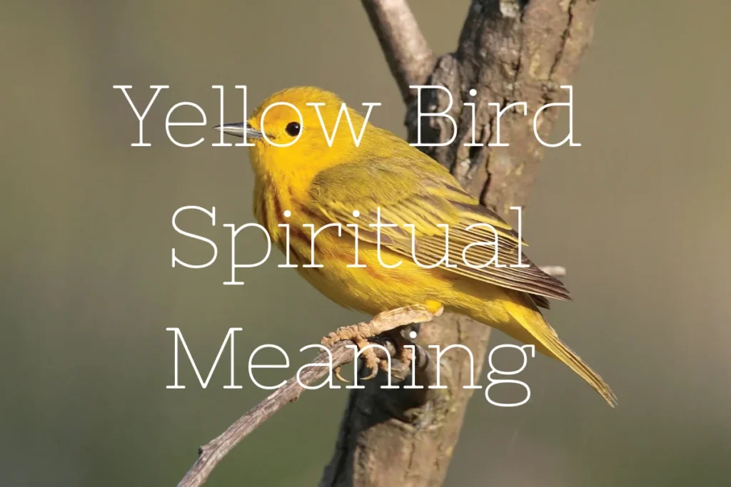 yellow-bird-spiritual-meaning-explained