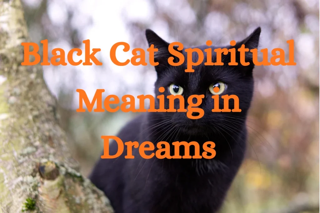 Black Cat Spiritual Meaning in Dreams