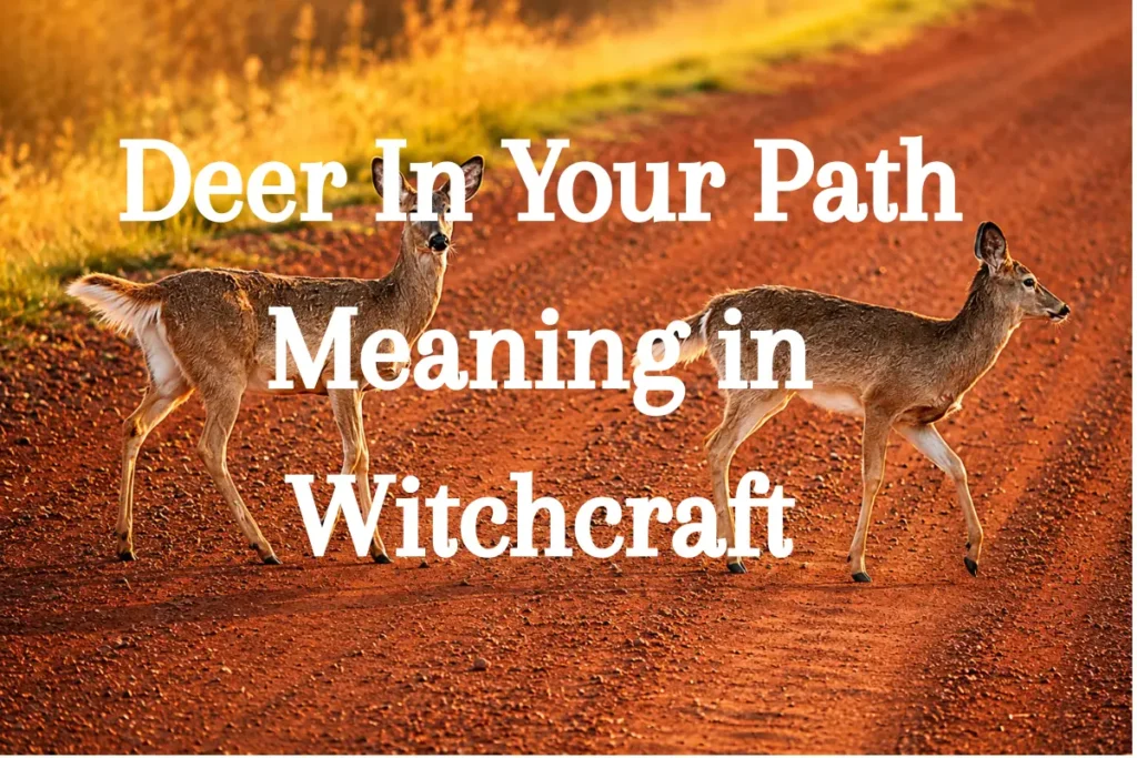 Deer In Your Path Meaning in Witchcraft