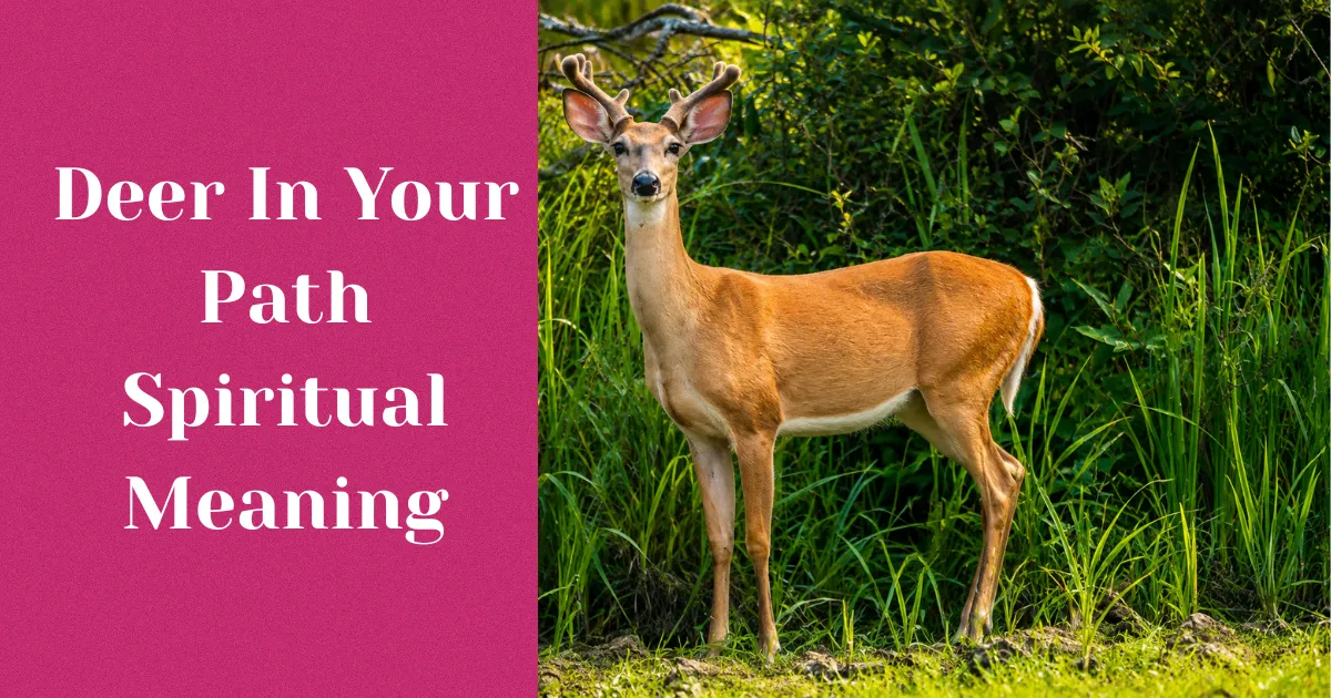 Deer In Your Path Spiritual Meaning