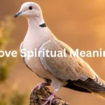 Dove Spiritual Meaning