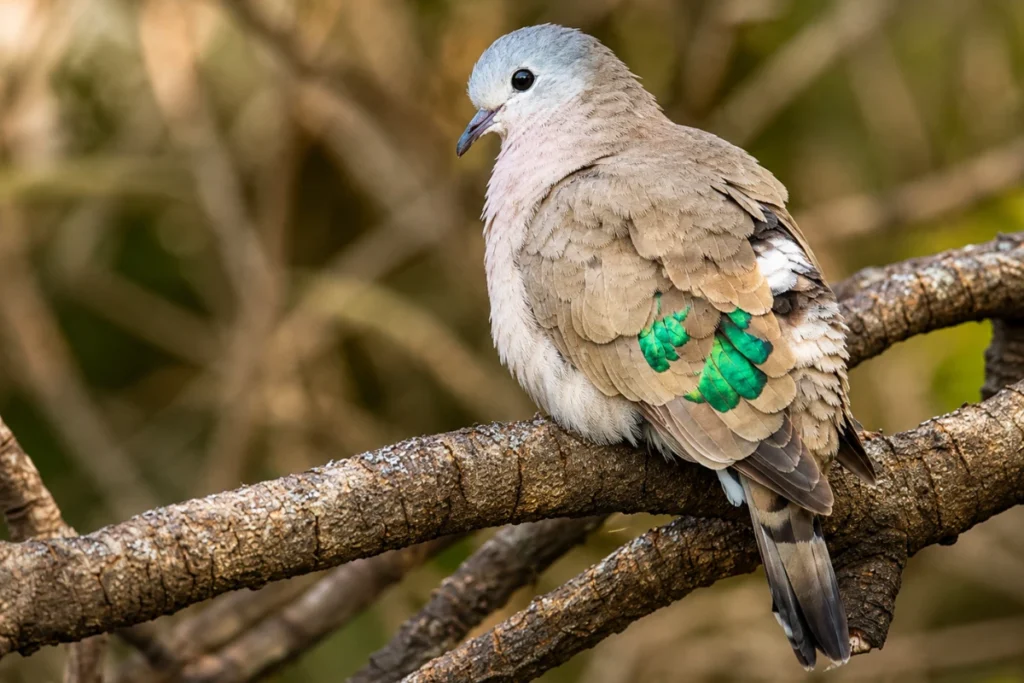Dove Spiritual Meaning in Christianity
