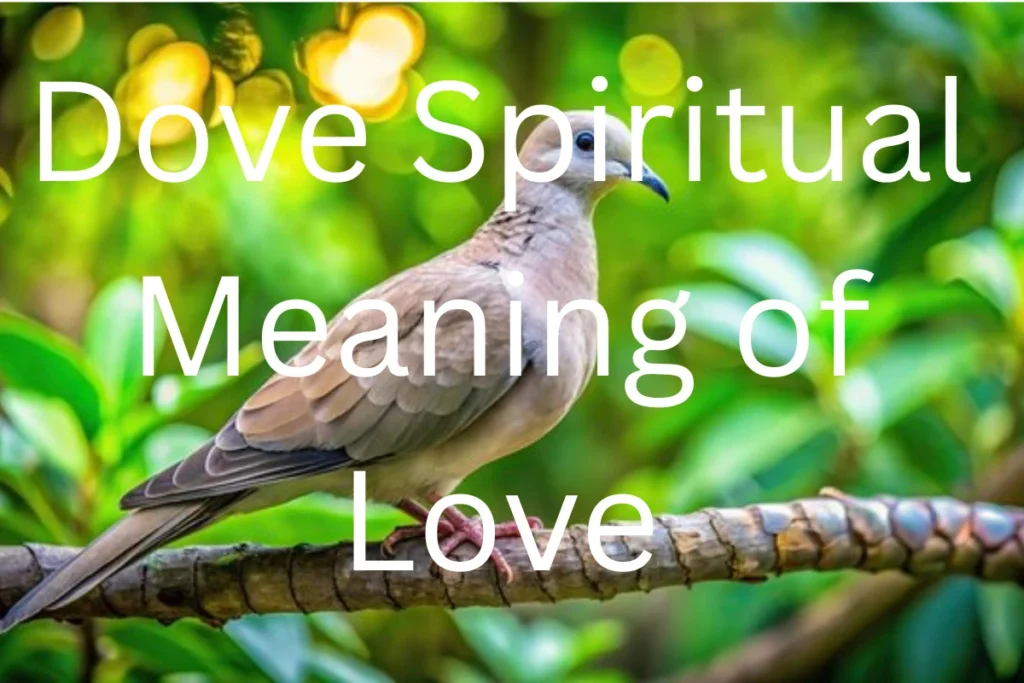 Dove Spiritual Meaning of Love