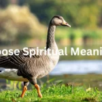 Goose Spiritual Meaning: What It's Trying to Tell You goose-spiritual-meaning
