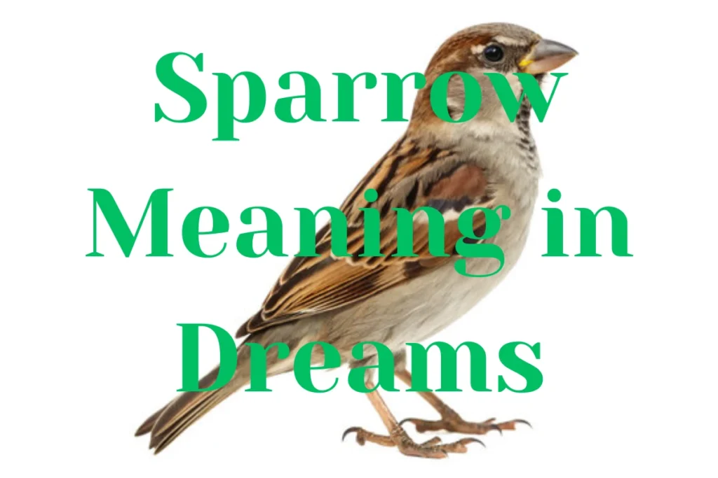 Sparrow Meaning in Dreams