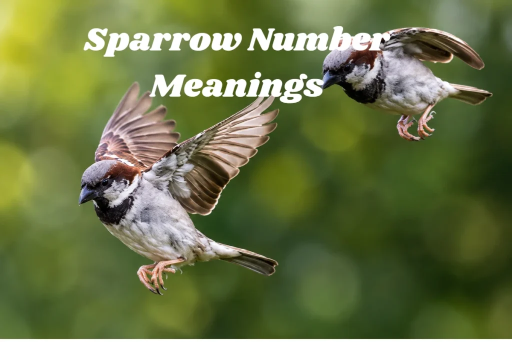 Sparrow Number Meanings
