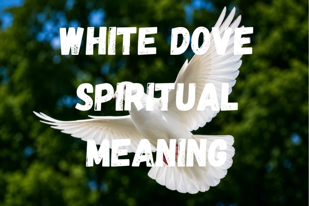White Dove Spiritual Meaning
